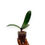 Thumbnail: buy phalaenopsis schilleriana orchid plant online