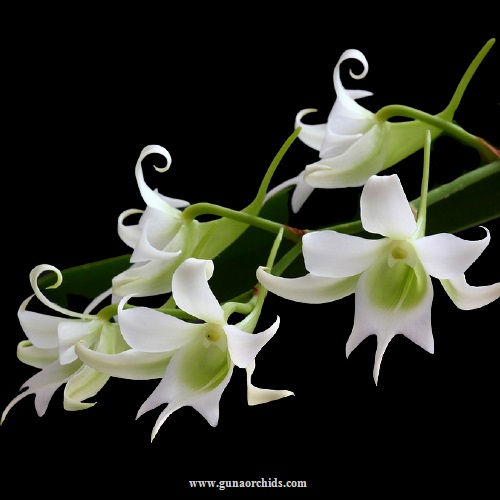 buy sobennikoffia humbertiana orchid online