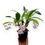 Thumbnail: Dendrobium Farmeri 'Pink' BS