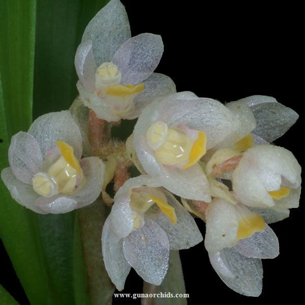 Thumbnail: buy eria densa orchid online