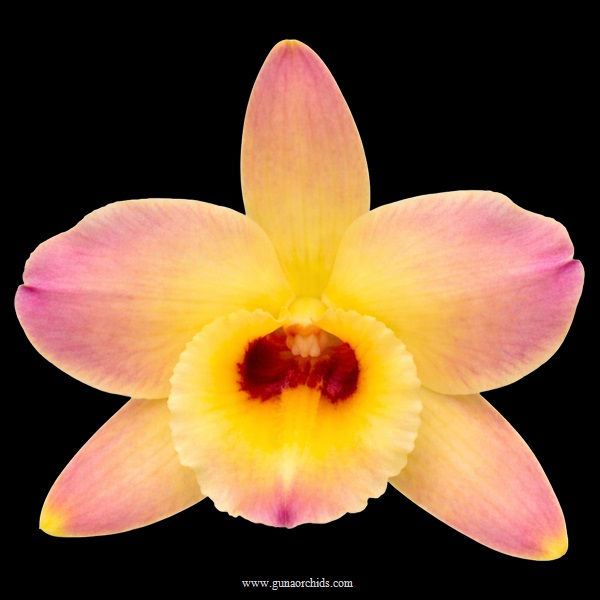 buy dendrobium chanthaboon angel orchid online
