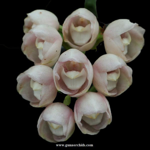 Buy Peristeria Parotia "Dove Orchid" BS Orchid Online Orchid Plants