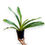 Thumbnail: Angraecum Eburneum BS