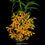 Thumbnail: buy dendrobium chantaboon sunrise orchid online