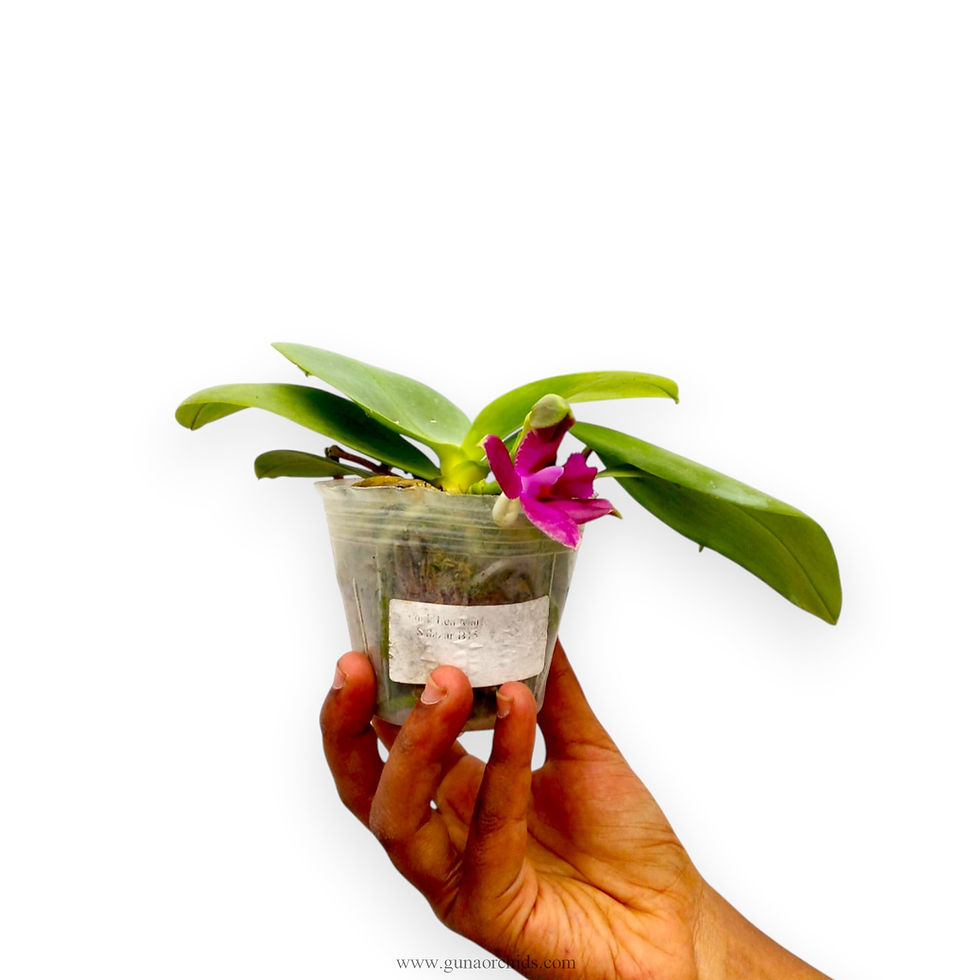 Thumbnail: Phalaenopsis Lea Marie Salazar - FF | BS