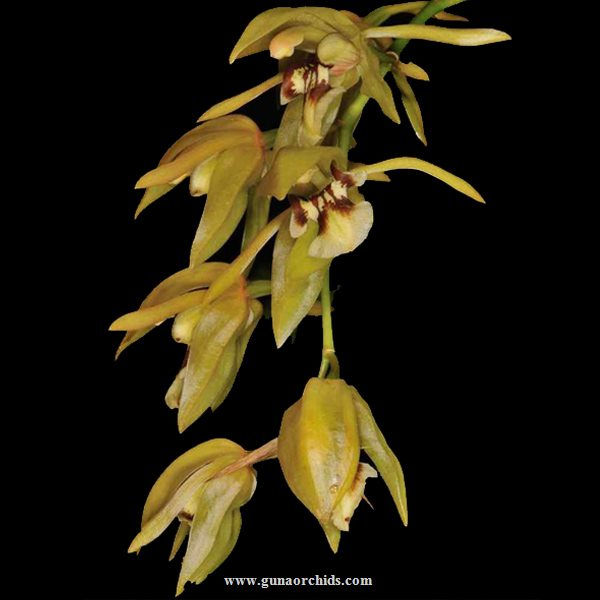 buy coelogyne fuscescens var brunnea orchid online