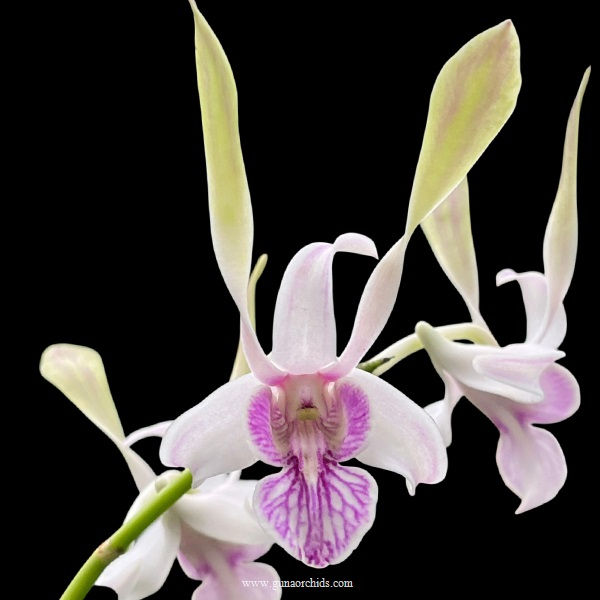 buy dendrobium rabbit pink orchid online