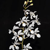 holcoglossum subulifolium orchid care key