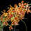 Thumbnail: buy paravanda jairak hickory orchid online