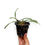 Thumbnail: buy bulbophyllum medusae orchid plant online