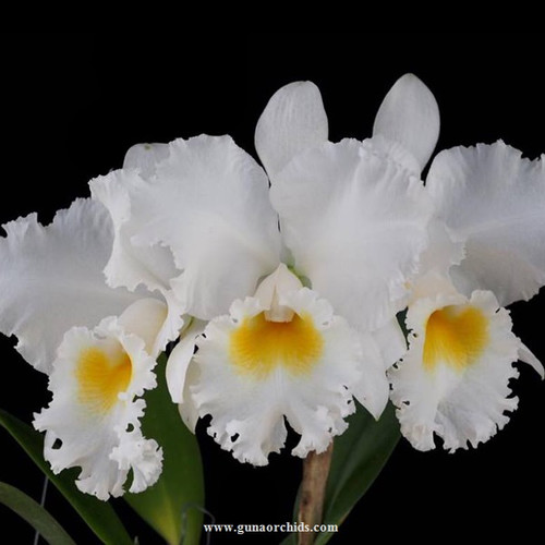 Buy Cattleya Gertrude Hausermann Orchid Online Guna Orchids