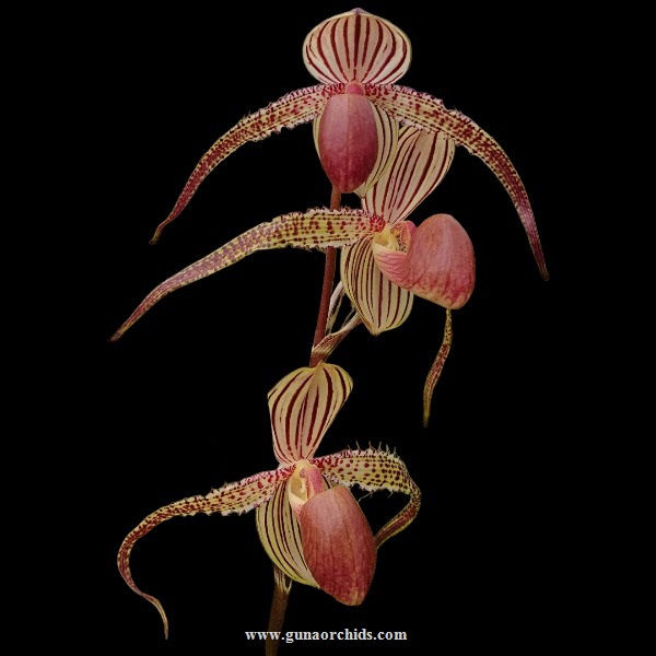 Thumbnail: buy paphiopedilum stoned susan x prince edward of york orchid online