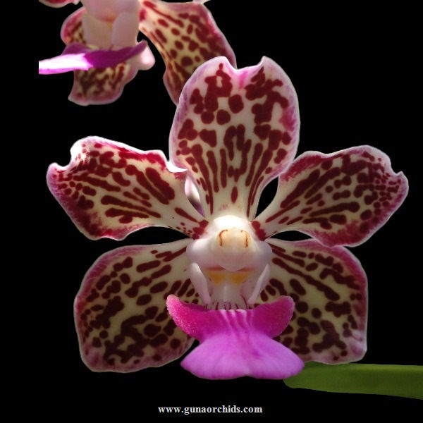 Thumbnail: buy vanda tricolor orchid online