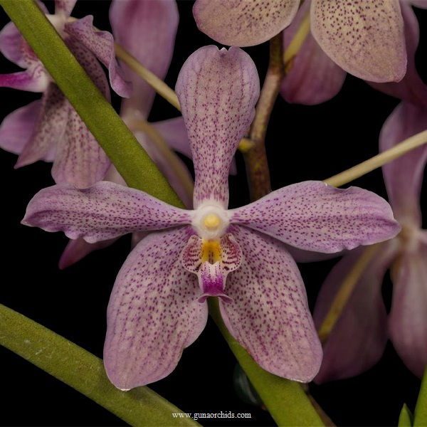buy paravanda nelson's amethyst gem orchid online