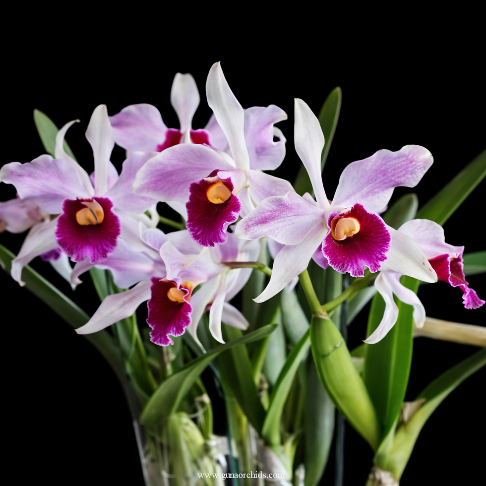 Thumbnail: buy laeila purpurata var striata orchid online