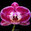 Thumbnail: buy phalaenopsis fuller's light orchid online