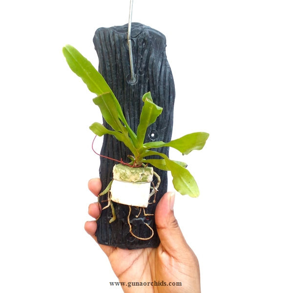 Thumbnail: buy cyrtorchis chailluana orchid plant online