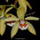 Thumbnail: buy coelogyne lentiginosa orchid online