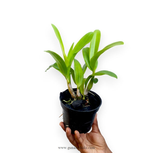 Thumbnail: Dendrobium Give My God BS