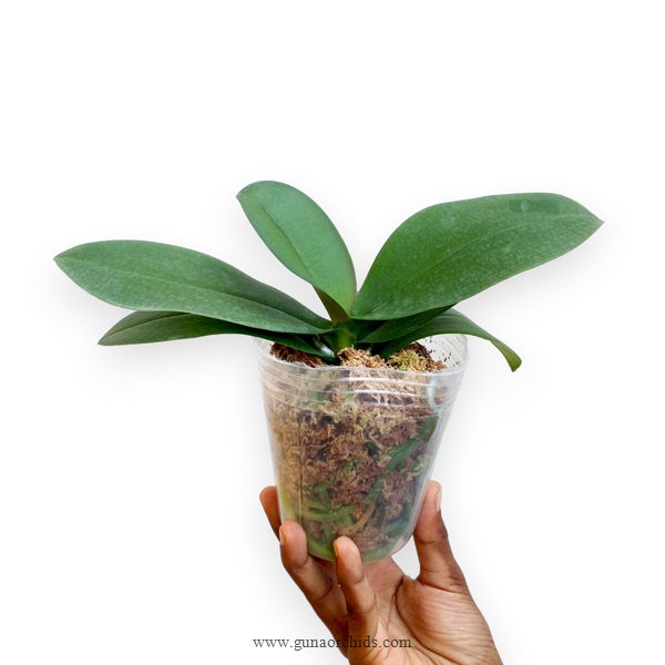 Thumbnail: buy phalaenopsis liu's triprince orchid plant online