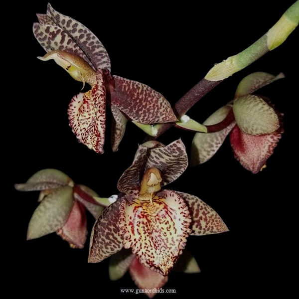 Thumbnail: buy catasetum ryan harrington orchid online