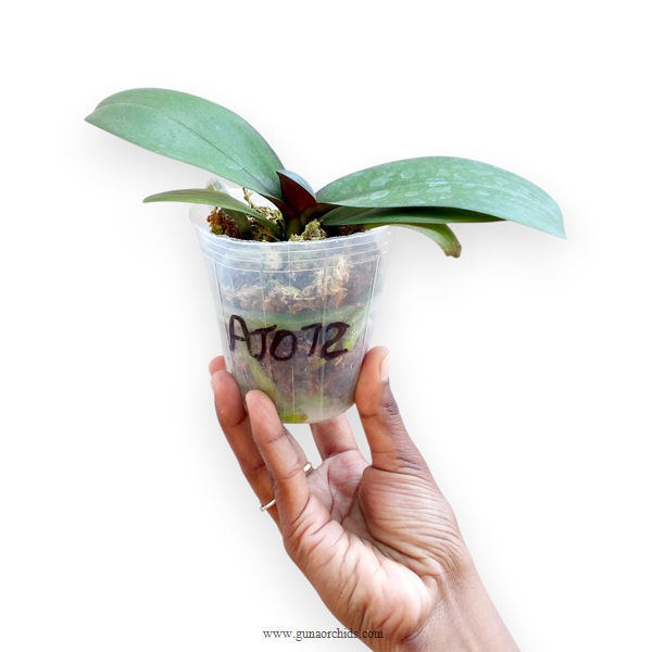 Thumbnail: buy phalaenopsis allura 'dracarys' orchid plant online