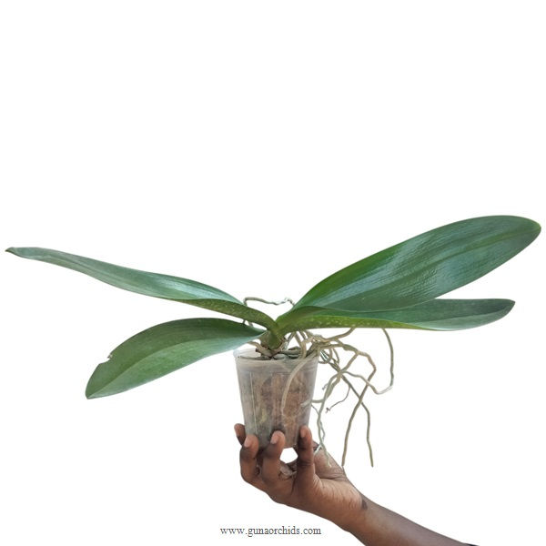 Thumbnail: buy phalaenopsis sogo grape-lueddemanniana orchid plant online