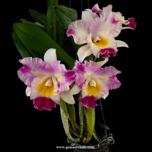 buy rhyncholaeliocattleya haadyai delight-mari's song orchid online