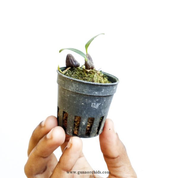 Thumbnail: buy bulbophyllum thaiorum orchid plant online