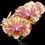 Thumbnail: buy phalaenopsis allura papageno orchid online