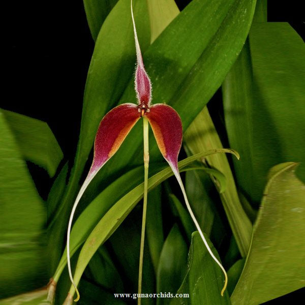 Thumbnail: buy bulbophyllum masdevalliaceum orchid online