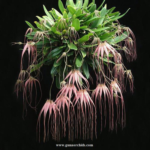 Buy Bulbophyllum Elizabeth Ann &lsquo;Buckleberry&rsquo; Orchid Online | Guna Orchids