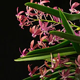 ascofinetia peaches orchid care key