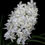 Thumbnail: buy seidenfadenia mitrata alba orchid online