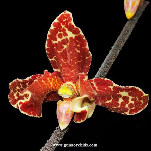 Thumbnail: buy dimorphorchis lowii orchid online