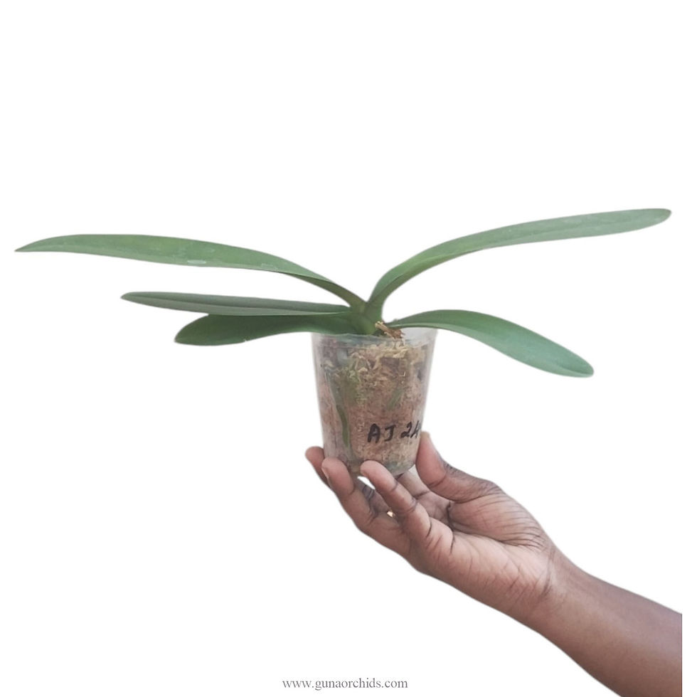 Thumbnail: buy phalaenopsis allura 'sparta' orchid plant online