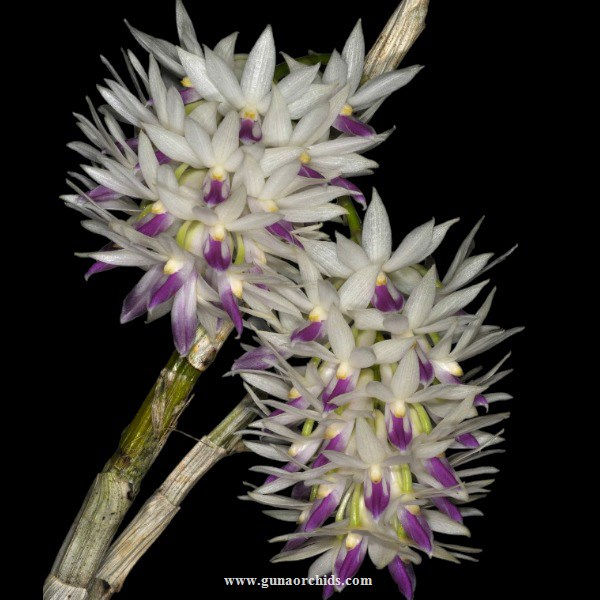 Buy Fragrant Orchids Online - Experience the Alluring Aromas | Guna ...