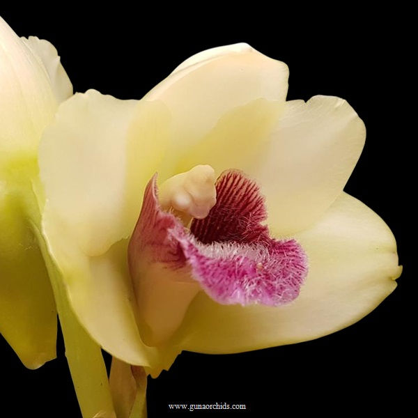 buy bifrenaria harrisoniae orchid online