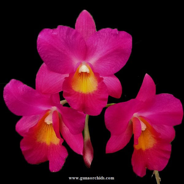 buy guaricattonia jairak jewel 'red' orchid online