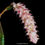 Thumbnail: bulbophyllum lilacinum buy orchid online