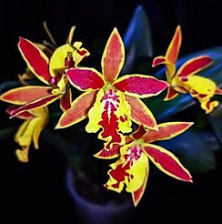 epicatanthe hsiang yu gold coast orchid care key