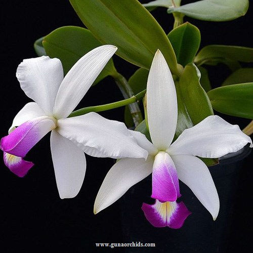 buy cattleya violacea var semi alba orchid online