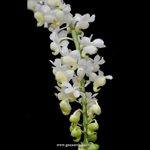 Buy Aerides Odorata Var Alba Orchid Online Guna Orchids buy-aerides-odorata-var-alba-orchid-online-guna-orchids