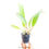 Thumbnail: buy rhyncattleanthe fu shu glory happy holiday orchid plant online