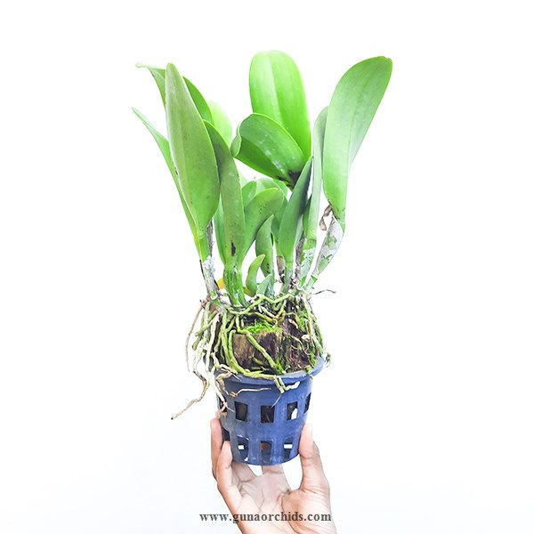 Thumbnail: buy cattleya memoria helen brown x green fancy orchid plant online