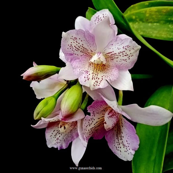 buy caulocattleya chantilly lace orchid online