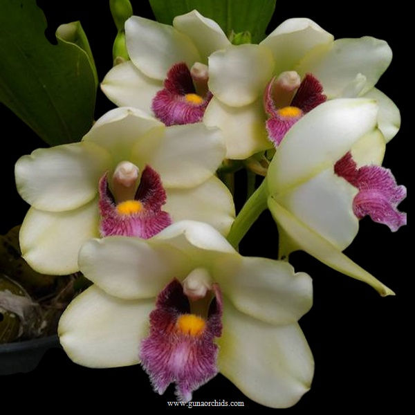 Thumbnail: buy bifrenaria harrisoniae orchid online