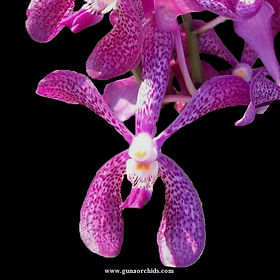 Shop Stunning Mokara Orchid Plants Online | Guna Orchids | India