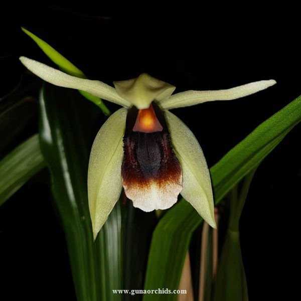Thumbnail: buy coelogyne bird in flight orchid online