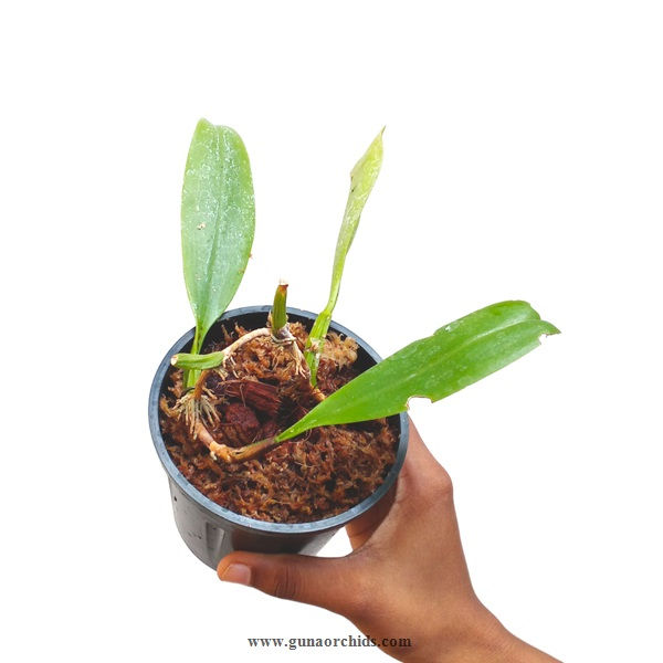Thumbnail: buy bulbophyllum antenniferum orchid plant online